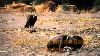 The Magic Mushroom Band - freedom