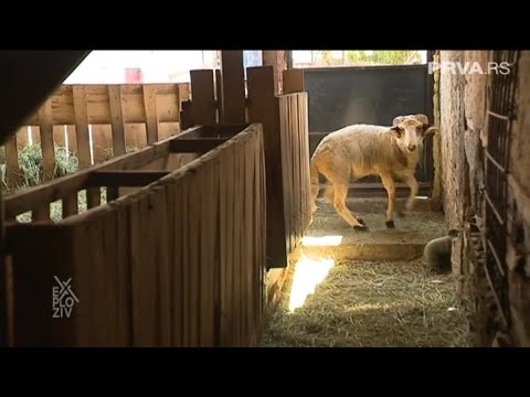 EXPLOZIV - U selu ostali Stanimir i Smilja sa svojih 280 ovaca! | PRVA