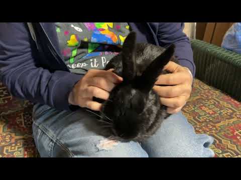 OLIVE - Young Fixed Havana Rabbit - Sweet!, an adopted Havana in Clifton, NJ_image-1