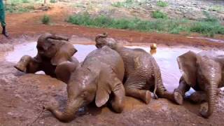 preview picture of video 'Kenya 2010 - Sheldrick Wildlife Trust & Giraffe Manor'