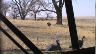 Ian Fink 2014 Archery Turkey