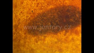 Křídový jantar B-9