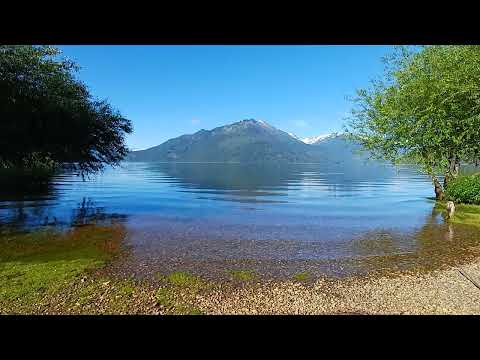 Los CHIMANGOS dan PAZ al LAGO PUELO comienzo del #verano 25 26 #nature #parquenacional #argentina 