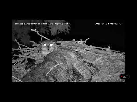 GRAPHIC - Moraine Preservation Fund - Owl Attack on Osprey Nest 06/30/23 - Video #1