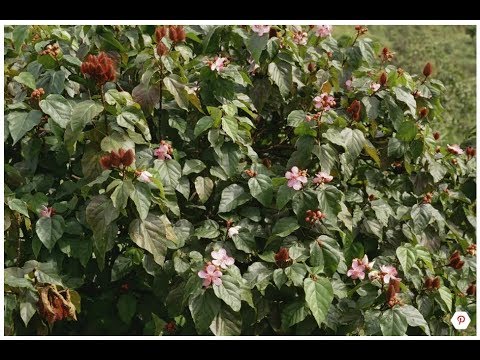 download lagu mp3 mp4 Annatto Extract, download lagu Annatto Extract gratis, unduh video klip Annatto Extract