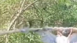 Download lagu SUARA PIKAT BURUNG KECIL PALING AMPUH - 99% Ampuh Suara pikat kombinasi  mp3