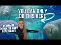 Swim With Florida Manatees Crystal River FL