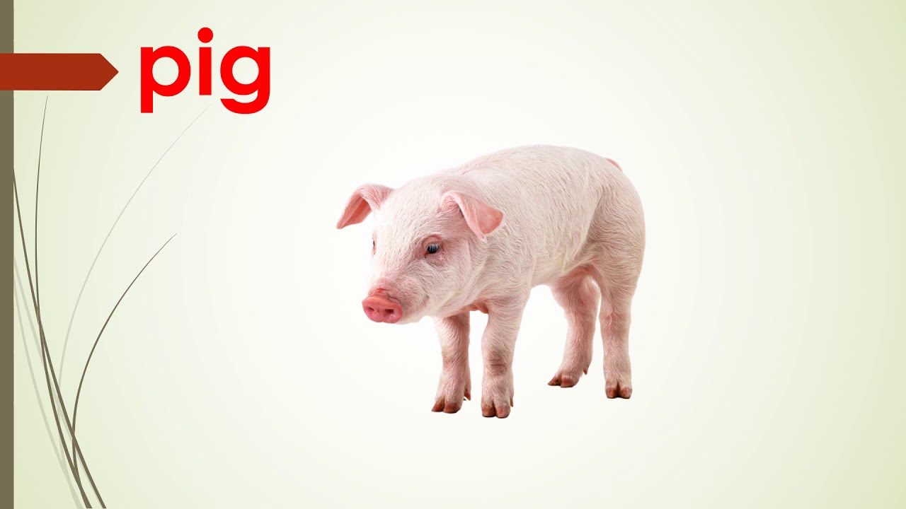 Learn Farm Animals Flashcards