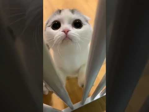 Funny cats and Cute Dog Videos Compilation 2021_#0100 | #shorts