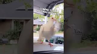 Dove Came Back After Son’s Funeral 🕊️