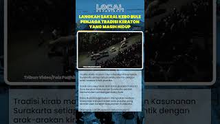 Langkah Sakral Kebo Bule Penjaga Tradisi Keraton yang Masih Hidup