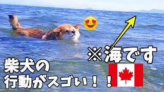 【海外愛され柴犬】海外で大人気! 柴犬をカナダの海へ連れて行くと？反応がおもしろすぎ♪ドッグビーチ編