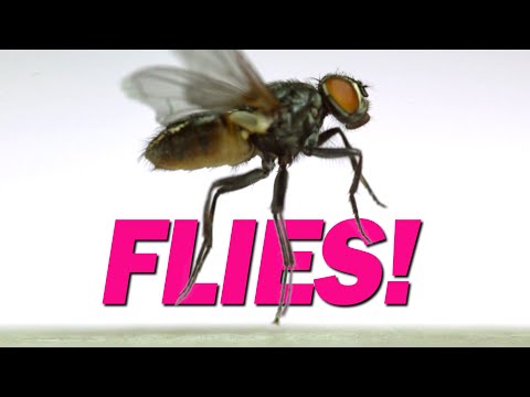 15 species of flies take off in slow-motion