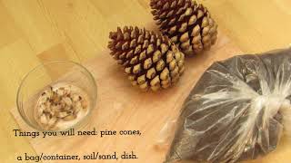 How To Plant Pine Cone Seeds. (STRATIFICATION) (Part 1)