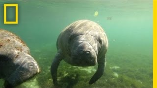 Natural Springs Offer a Unique Encounter With Manatees