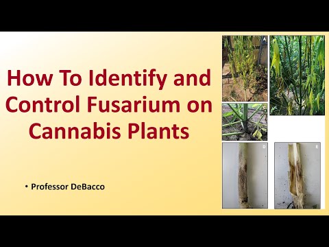 Wie man Fusarium an Cannabispflanzen erkennt und bekämpft