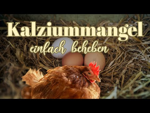 Brüchige, weiche Eier? So bringst du deine Henne wieder in Schwung 🥚🐔🍀