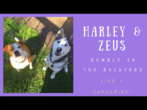 Siberian husky and staffy x cattle dog playing wrestling in the backyard!