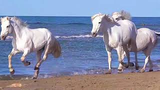 Matia Bazar - Cavallo Bianco Canzone Originale