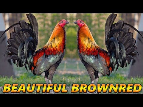 Larry Romero Sweater Albany Brownred Kelso JORGE FARM Hawaii - Beautiful Birds Farm Visit