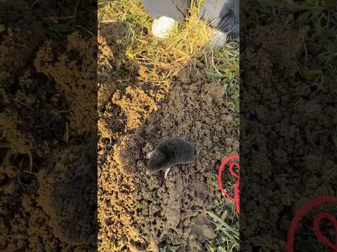 Ana spasitelj #fyp #balkan #ana