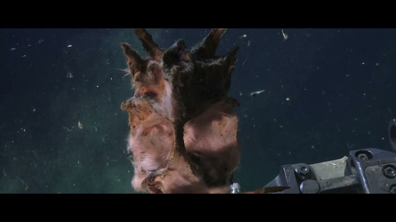 Trailer | Aphotic Zone | Emilija Škarnulytė