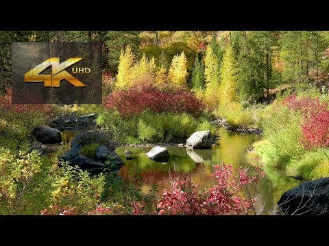 Autumn Foliage near Leavenworth WA 20181012 4K UHD