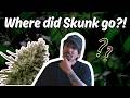 Why Did Real Skunk Strains Disappear?