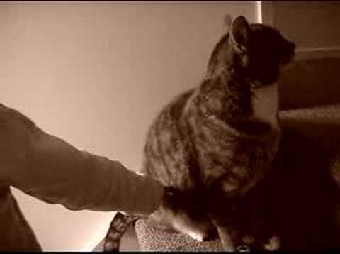 Abril 2008, Emma con gato en Estocolmo