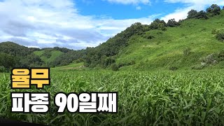 율무 농사 - 율무 재배 과정 (파종 후 90일)