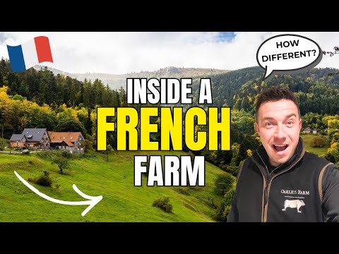 Inside a Traditional French Family Dairy Farm 🇫🇷 | How Farming Works in France vs the UK🚜