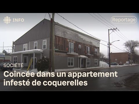 Invasion de coquerelles à Trois-Rivières : le calvaire des locataires d’un immeuble infesté