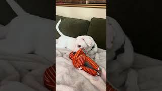 Video preview image #1 Boxer-Unknown Mix Puppy For Sale in Brooklyn Center, MN, USA