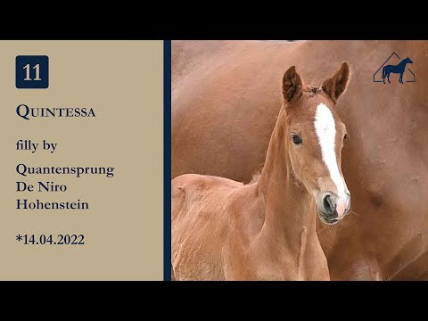 11 Quintessa by Quantensprung x De Niro