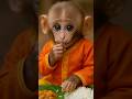 Little Monkey, Big Appetite! 🍛🐒 Baby Tries Indian Food Like a Pro