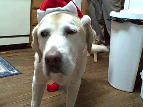 Doggie Santa takes a walk