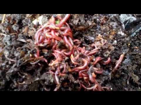 Time lapse in new worm bin