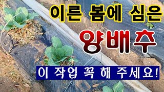 [텃밭농부. 1,024]  4월에 심은 양배추 한달 후에 이렇게 해 주세요.