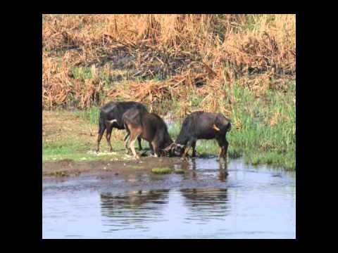 Walking in memphis- Calle Kristiansson