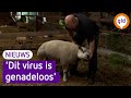 Schapenhouders vrezen voor dodelijk virus