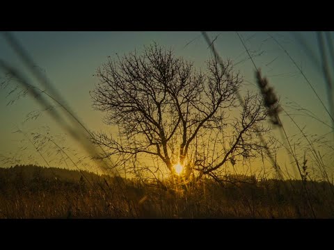 "Sweet Surrender" - Shadow Sway (official)