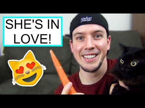 Snuggling Carrots? | Strange Things My Cats Do #1 - YouTube