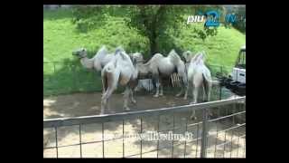 Cammelli e zabra a spasso per Gandino