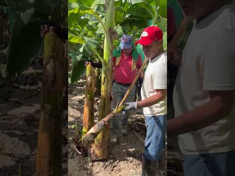 williams no tocar yemas aipe huila