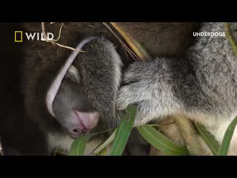 Underdogs | Terrible Parents