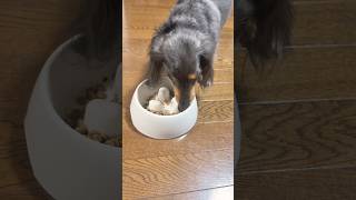 きゅうりとりんごのトッピング。　#ミニチュアダックスフンド #dachshund #癒し