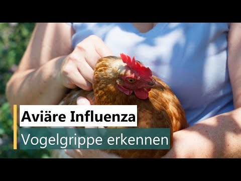 Aviäre Influenza - Vogelgrippe erkennen | Informationen für Hobbyhalter | AGES