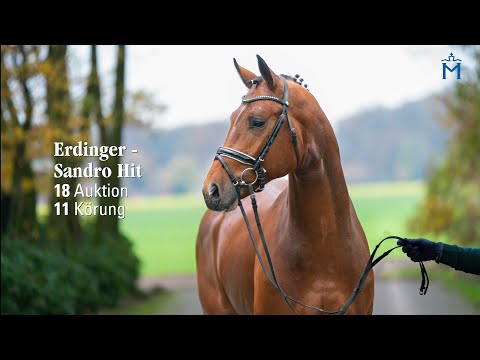 Nr. 18 Hengst v. Erdinger - Sandro Hit