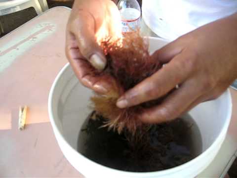 download lagu mp3 mp4 Hawaiian Seaweed, download lagu Hawaiian Seaweed gratis, unduh video klip Hawaiian Seaweed