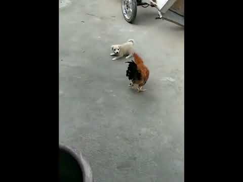 funniest animal videos of 2022 - funny golden retriever dogs and cutest golden puppies  V.18098 #fu